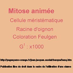 TÉLÉCHARGER MITOSE ANIMATION MITOSE ANIMATION TÉLÉCHARGER